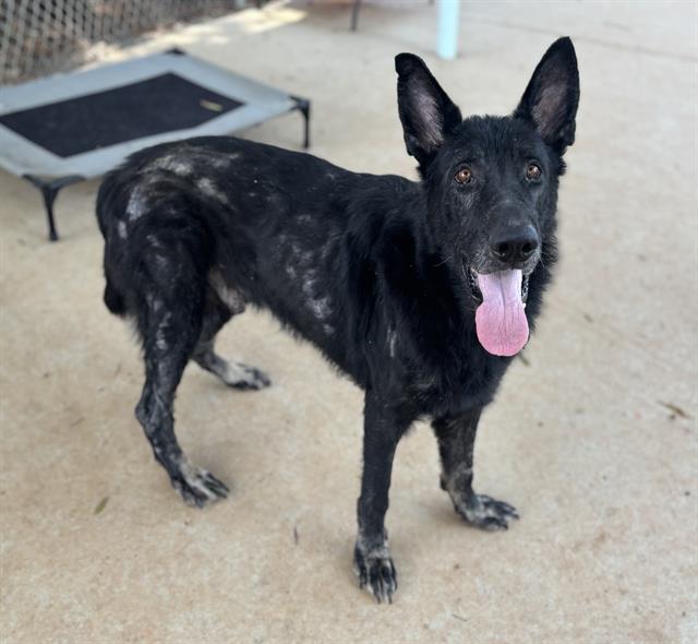 Shelter Stray Male Dog last seen CHARLOTTE, 8315 Byrum Dr, Charlotte, NC 28217, USA