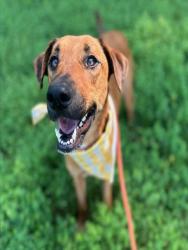 Shelter Stray Female Dog last seen CHARLOTTE, 8315 Byrum Dr, Charlotte, NC 28217, USA
