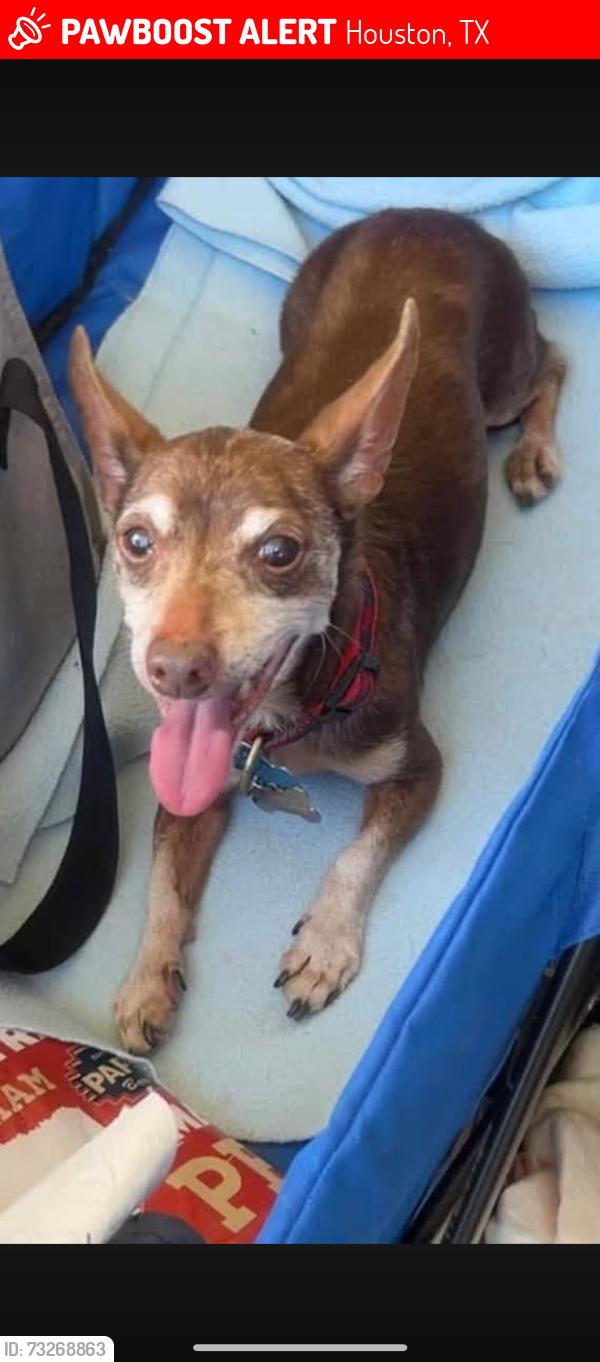 Lost Male Dog last seen morinscott, pine trails, Houston, TX 77049