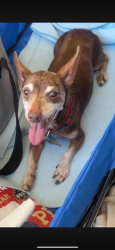 Lost Male Dog last seen morinscott, pine trails, Houston, TX 77049