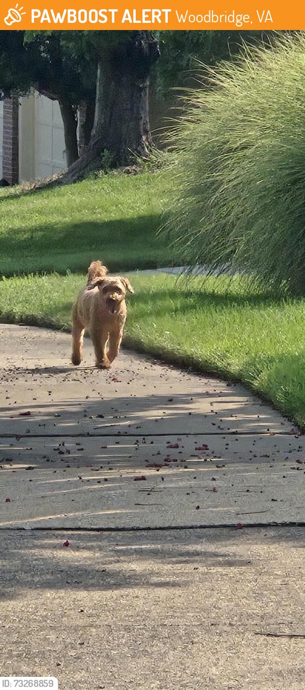 Found/Stray Unknown Dog last seen Leesylvania park area, Kennedy St, Woodbridge, VA 22191
