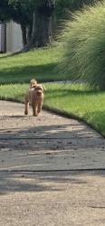 Found/Stray Unknown Dog last seen Leesylvania park area, Kennedy St, Woodbridge, VA 22191