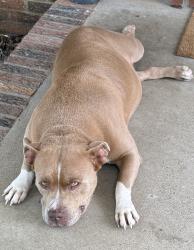 Reunited Female Dog last seen Epps mill Rd., Christiana, TN 37037