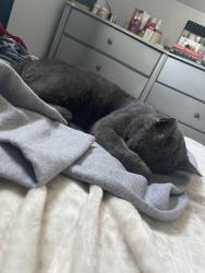 Reunited Male Cat last seen Combes Ave and nearby cross streets from this street, Hicksville, NY 11801
