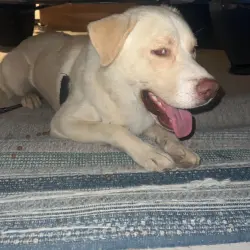 Found/Stray Male Dog last seen Apache & southern, Buckeye, AZ 85326