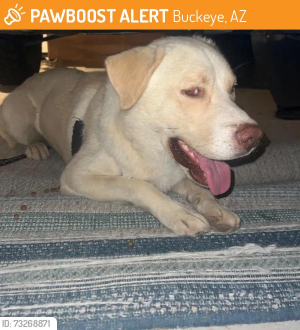 Found/Stray Male Dog last seen Apache & southern, Buckeye, AZ 85326