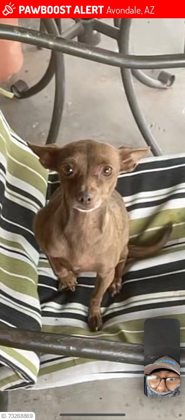 Lost Female Dog last seen Lower buckeye and el mirage, Avondale, AZ 85323