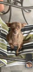 Lost Female Dog last seen Lower buckeye and el mirage, Avondale, AZ 85323