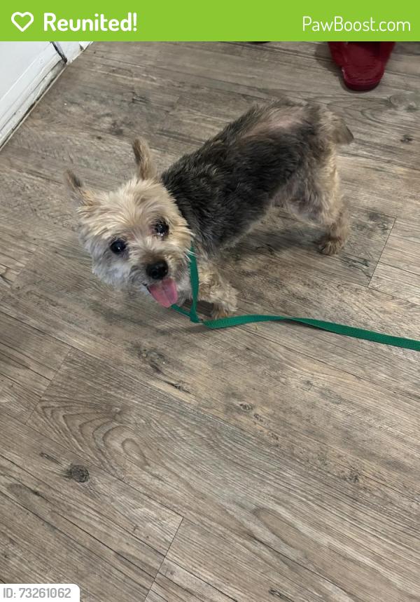 Reunited Female Dog last seen Enterprise & Beltline, Farmers Branch, TX 75234