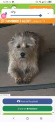 Lost Male Dog last seen North Slide Road, Lubbock, TX 79416