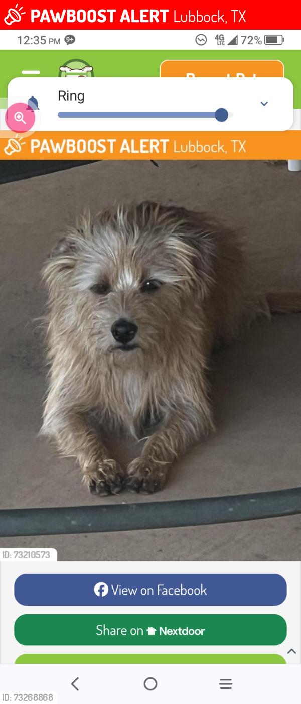 Lost Male Dog last seen North Slide Road, Lubbock, TX 79416
