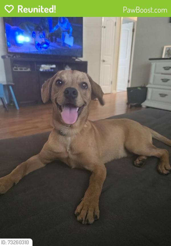 Reunited Male Dog last seen Keene and Lakeview, Clearwater, FL 33756