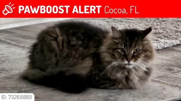 Lost Male Cat last seen Indian River Rd, Cocoa, FL 32926