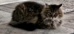 Lost Male Cat last seen Indian River Rd, Cocoa, FL 32926