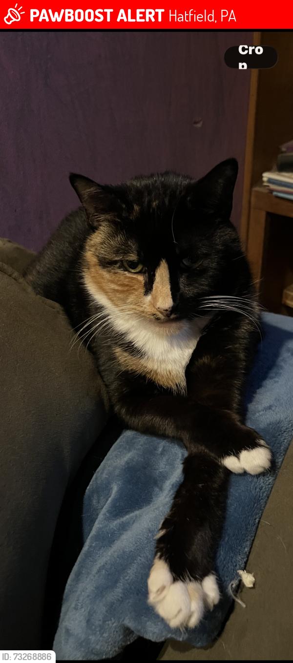 Lost Female Cat last seen Diamond and overbrook st, Hatfield, PA 19440
