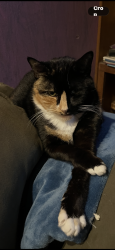 Lost Female Cat last seen Diamond and overbrook st, Hatfield, PA 19440