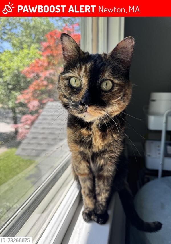 Lost Female Cat last seen Berwick Rd and Pine Crest Rd; Crystal Lake, Newton, MA 02468