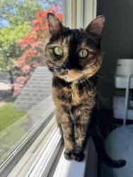 Lost Female Cat last seen Berwick Rd and Pine Crest Rd; Crystal Lake, Newton, MA 02468
