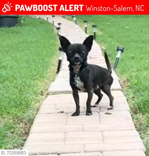 Lost Male Dog last seen 22nd st and cleaveland ave, Winston-Salem, NC 27105