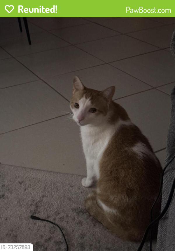 Reunited Male Cat last seen The Club at Feather Sound Condos, Clearwater, FL 33762