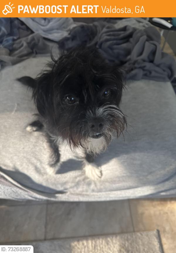 Found/Stray Female Dog last seen Windsor Park before Cherry Creek, Valdosta, GA 31605