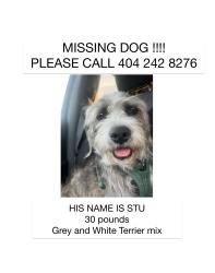Reunited Male Dog last seen Pacific and rose, Los Angeles, CA 90291