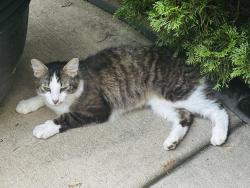 Found/Stray Female Cat last seen Highway n and Wyndgate neighborhood, O'Fallon, MO 63367