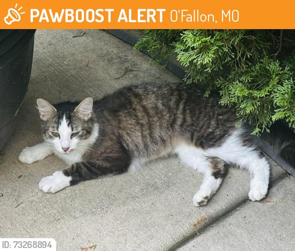 Found/Stray Female Cat last seen Highway n and Wyndgate neighborhood, O'Fallon, MO 63367