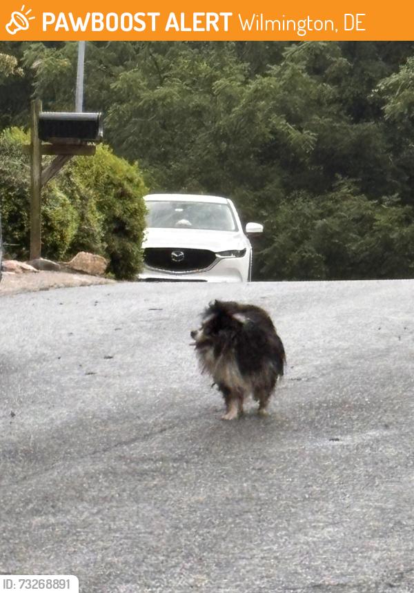 Found/Stray Unknown Dog last seen Blacken & Sloan Limestone Hills West neighborhood, Wilmington, DE 19808