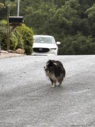 Found/Stray Unknown Dog last seen Blacken & Sloan Limestone Hills West neighborhood, Wilmington, DE 19808