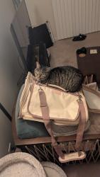Reunited Female Cat last seen Perry Ave by Jiffy Lube, Latham, NY 12110