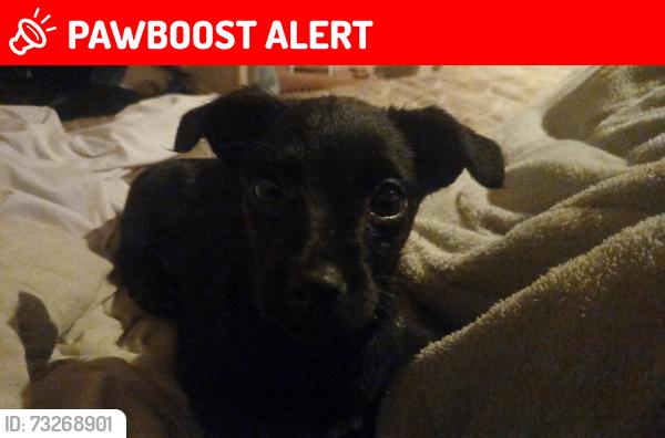 Lost Female Dog last seen Rua minuano, Chácaras Granja São Francisco, SP 13605-310