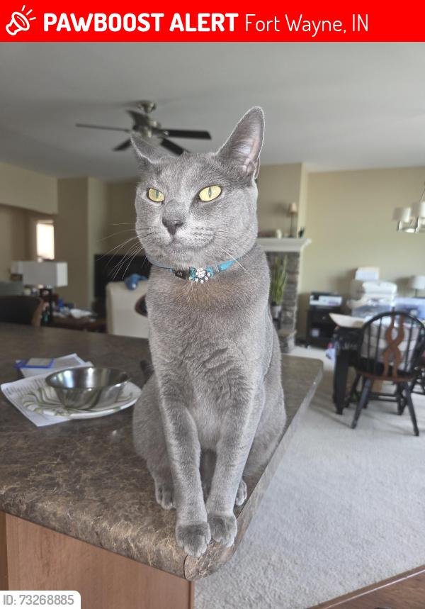 Lost Female Cat last seen Dupont & Coldwater, near Kroger, Fort Wayne, IN 46845