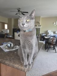 Lost Female Cat last seen Dupont & Coldwater, near Kroger, Fort Wayne, IN 46845