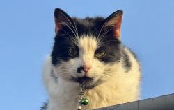 Lost Male Cat last seen Train station road, Gravelly Hill, England B23 7NR