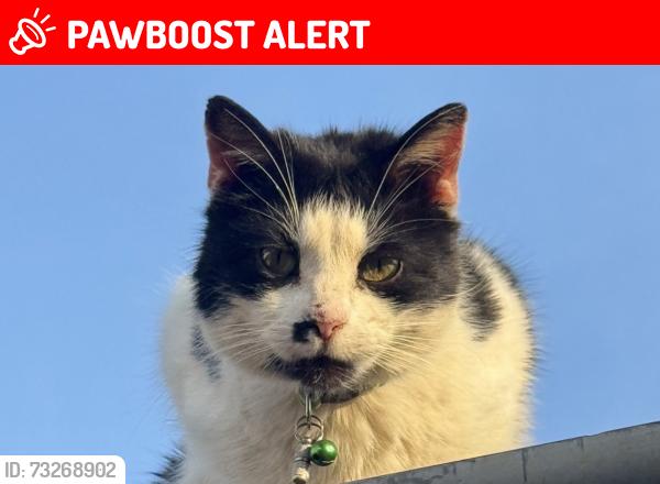 Lost Male Cat last seen Train station road, Gravelly Hill, England B23 7NR