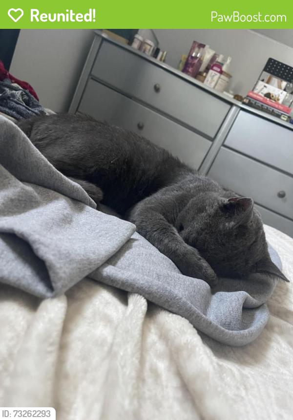Reunited Male Cat last seen Combes Ave and nearby cross streets from this street, Hicksville, NY 11801