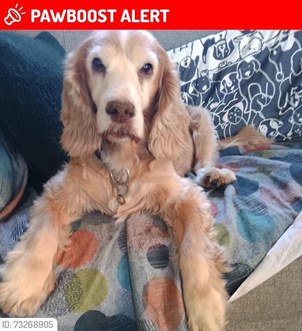 Lost Female Dog last seen Upper Tadmarton, Oxfordshire, England OX15 5TH