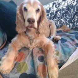Lost Female Dog last seen Upper Tadmarton, Oxfordshire, England OX15 5TH