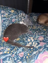 Reunited Male Cat last seen Bellevue Dr, Cleburne, TX 76033