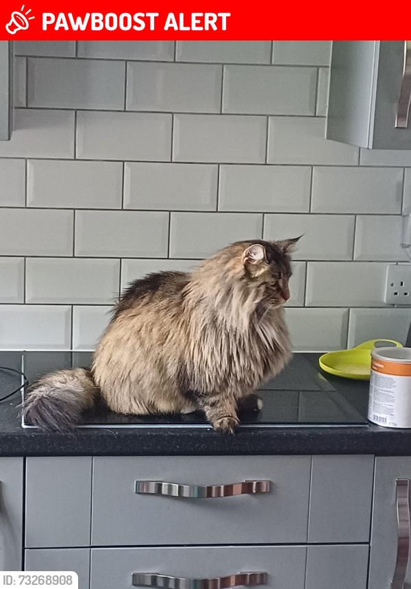 Lost Female Cat last seen East Park Crescent, Kilmaurs, Scotland KA3 2QT