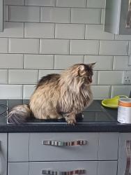 Lost Female Cat last seen East Park Crescent, Kilmaurs, Scotland KA3 2QT