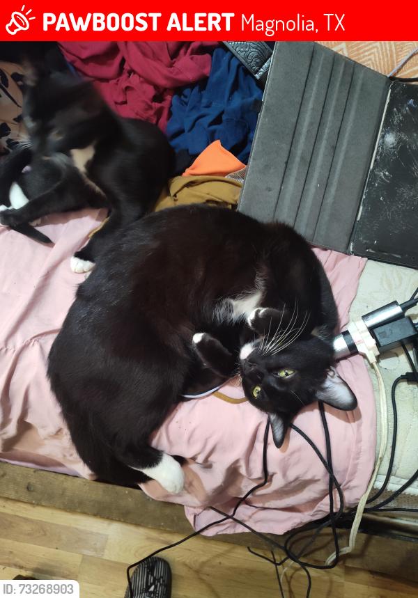 Lost Male Cat last seen Old Hempstead Rd, Magnolia, TX 77355