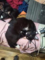 Lost Male Cat last seen Old Hempstead Rd, Magnolia, TX 77355