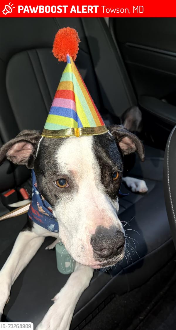 Lost Male Dog last seen Taylor Ave, Carroll Motor Fuels, Towson, MD 21286