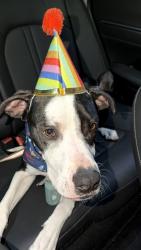 Lost Male Dog last seen Taylor Ave, Carroll Motor Fuels, Towson, MD 21286
