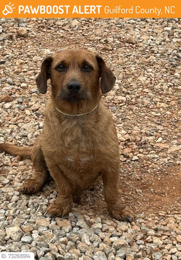 Found/Stray Male Dog last seen Bush Rd and Lees Chapel Rd, Guilford County, NC 27214