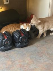 Reunited Female Cat last seen Merchant and Beloit Audubon intersection by the SpeedyMart, Audubon, NJ 08106
