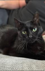 Reunited Male Cat last seen Behind Aldi, Lowell, IN 46356