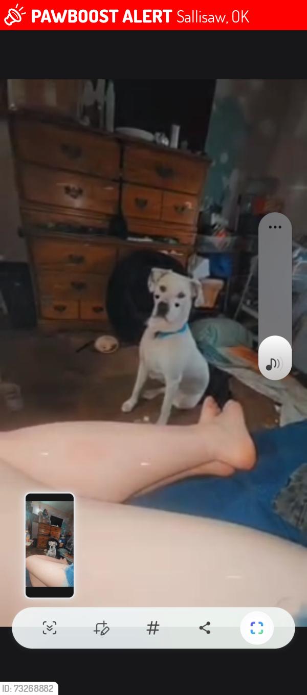Lost Male Dog last seen Old softball fields. Dog park, taco bell, hog creek salvage, Sallisaw, OK 74955